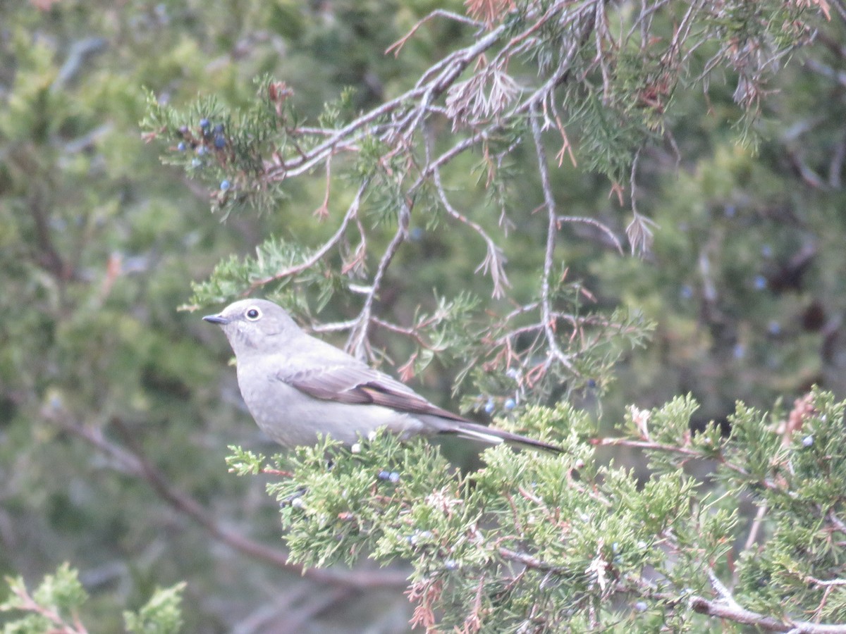 Townsend's Solitaire - ML507848501