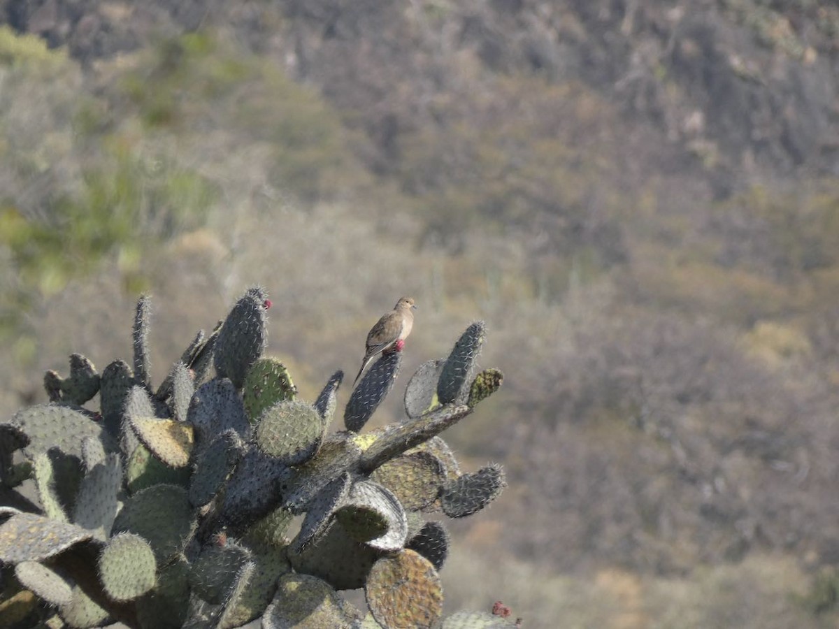 Mourning Dove - ML507850091