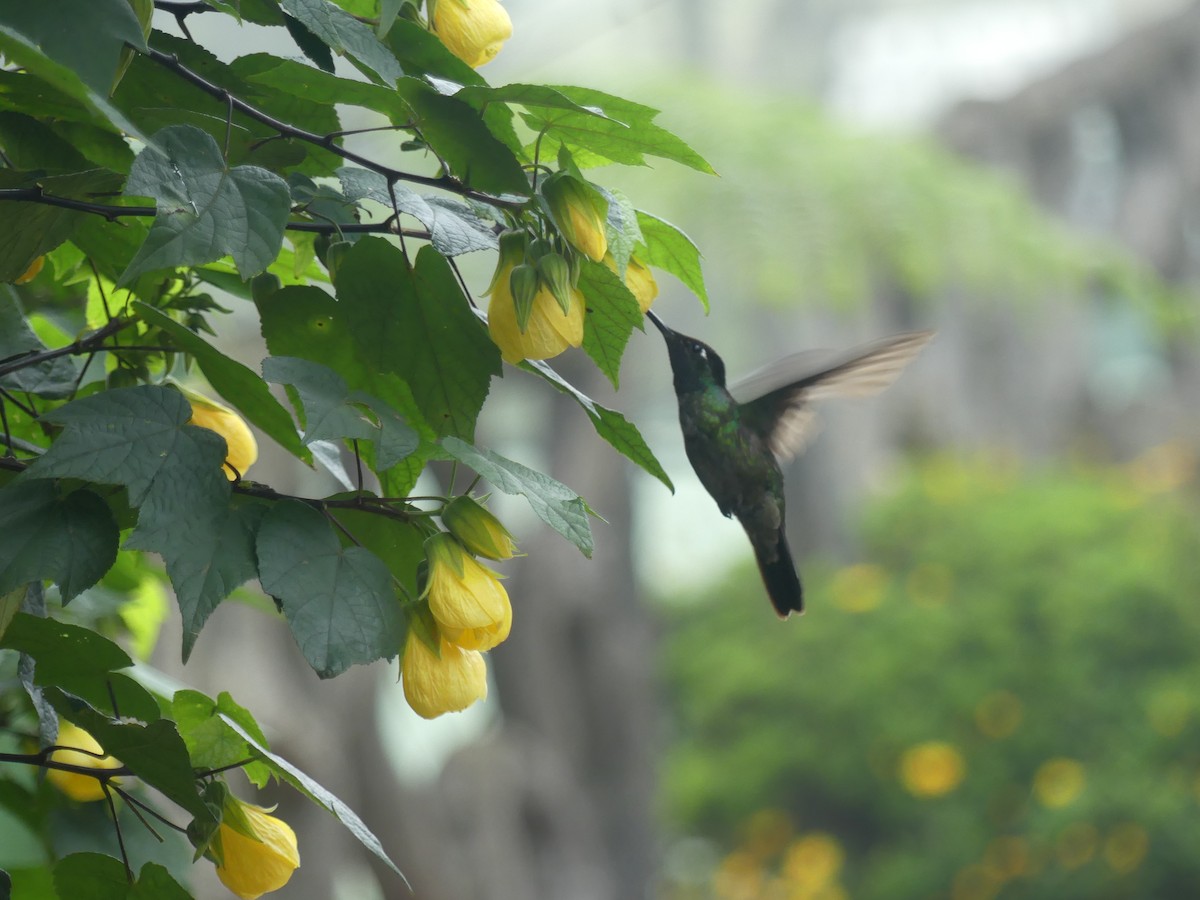 Talamanca Hummingbird - ML507850331