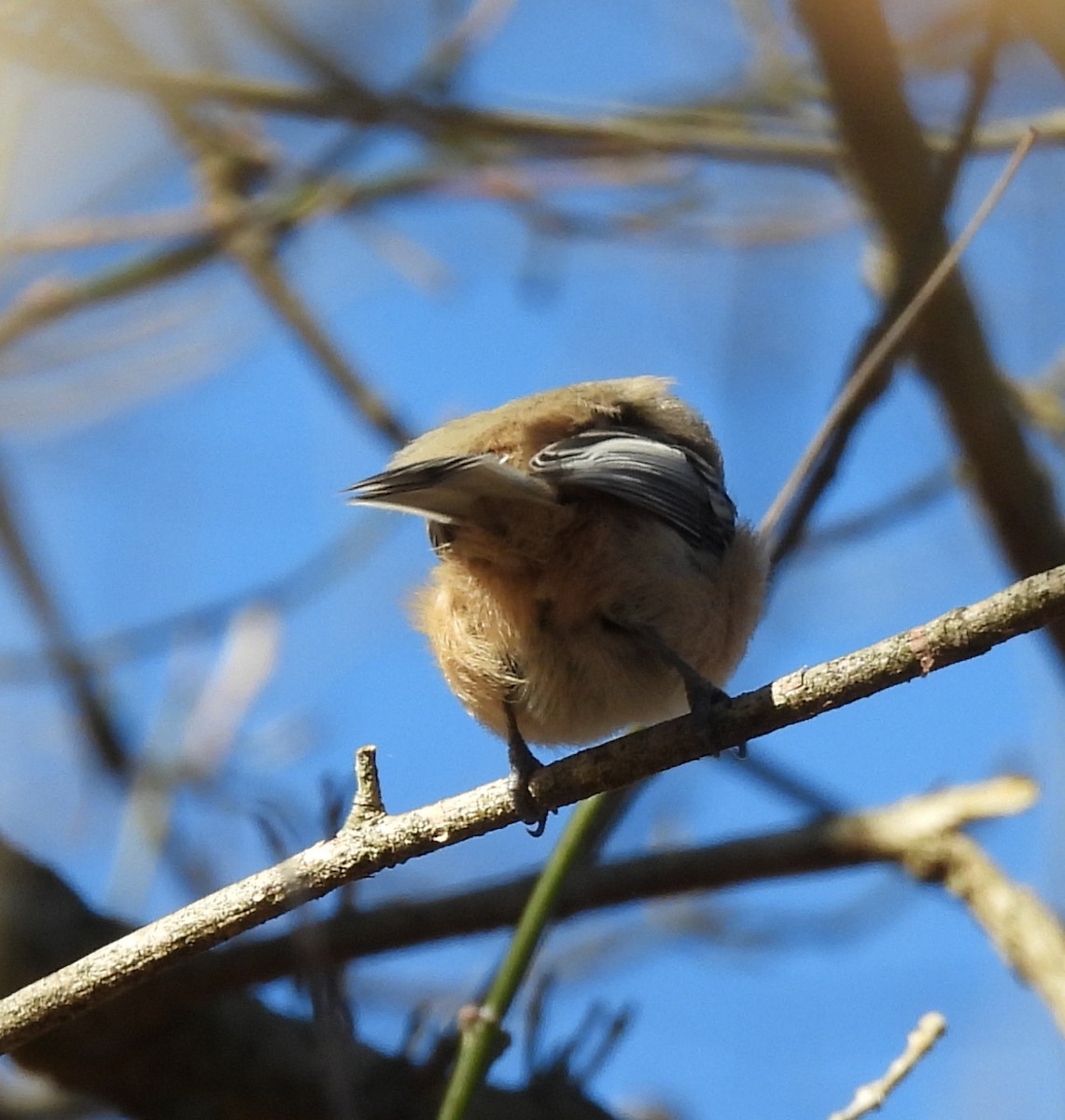 Black-capped Chickadee - ML507852141