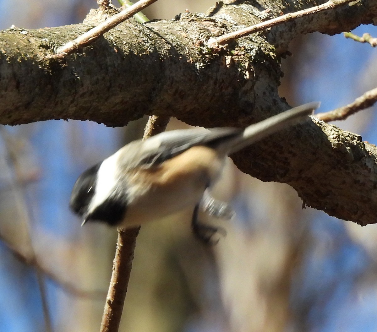 Black-capped Chickadee - ML507852171