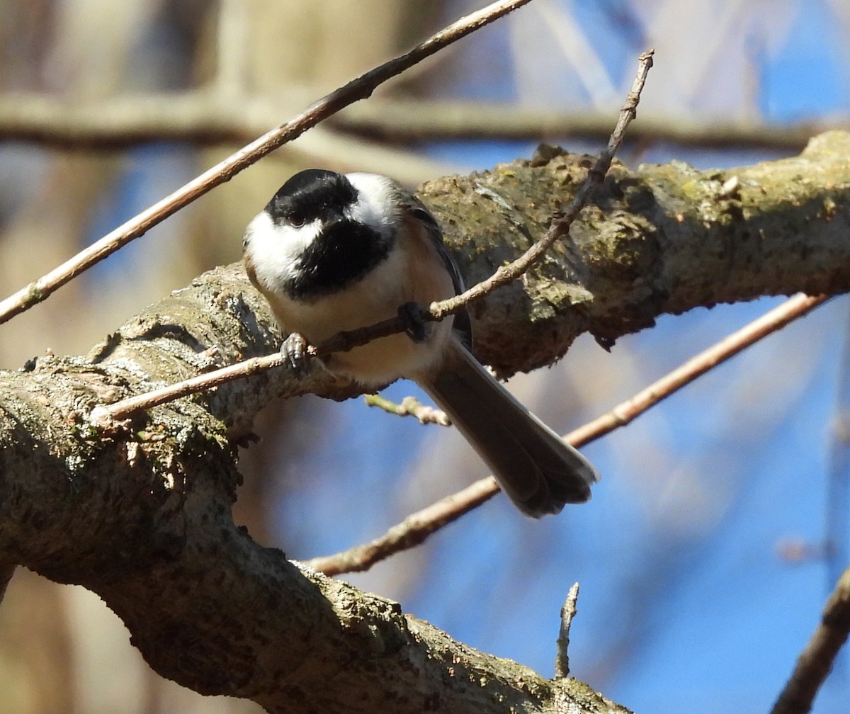 Black-capped Chickadee - ML507852181