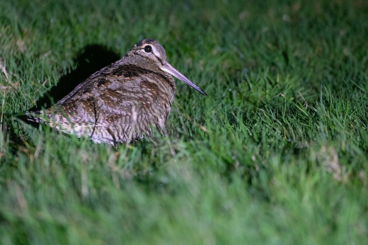 Eurasian Woodcock - ML507852611