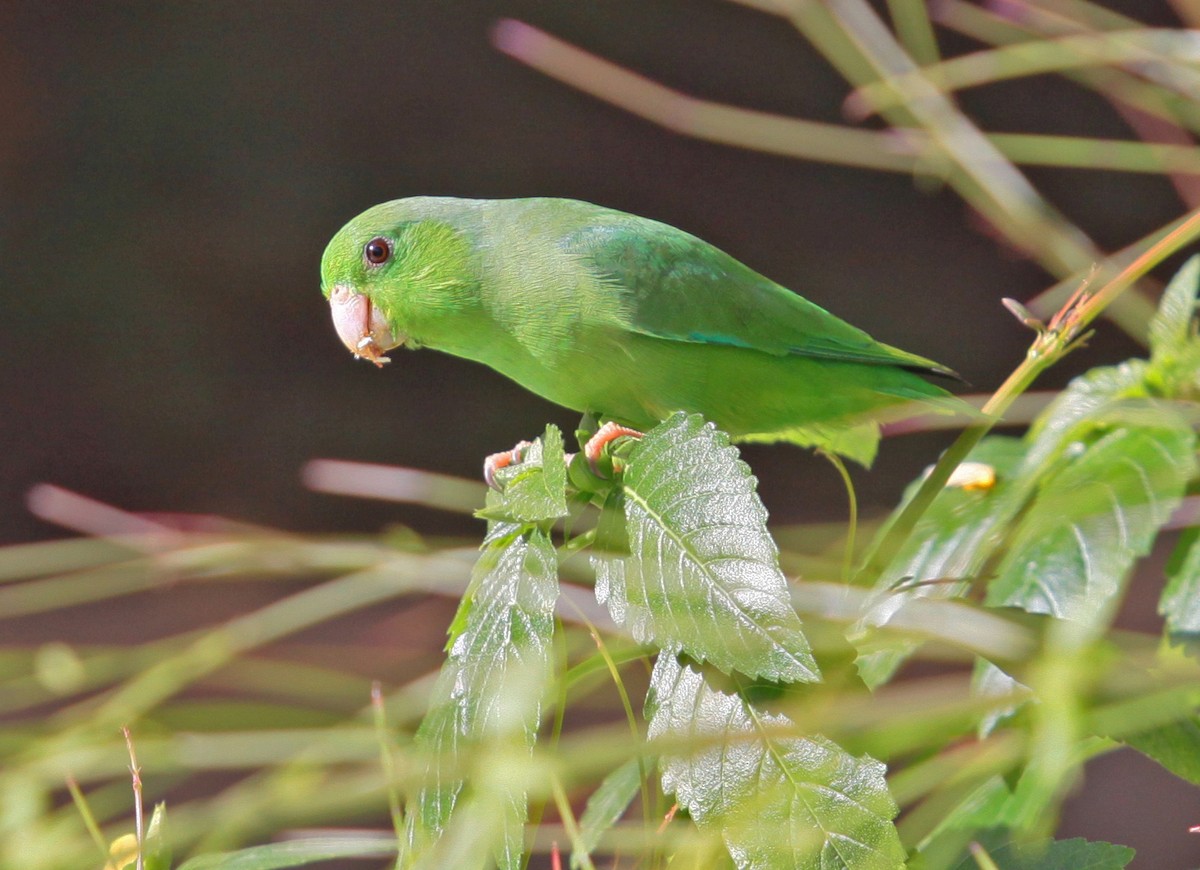 Зелёный воробьиный попугайчик - ML507853991