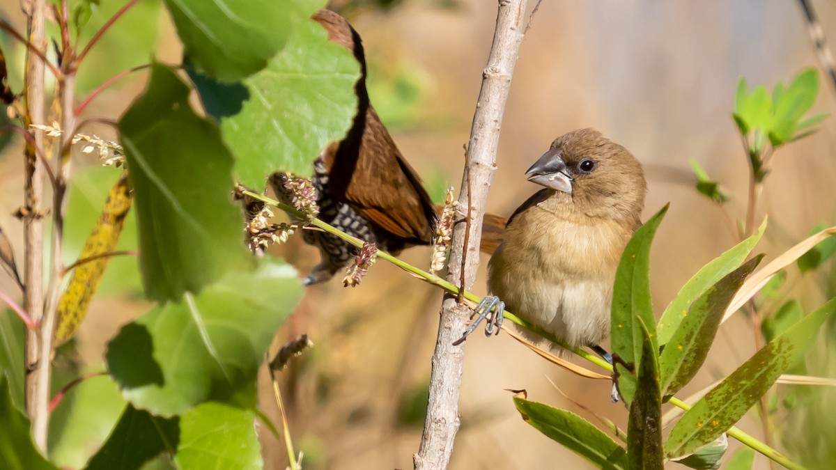 Scaly-breasted Munia - ML507854571