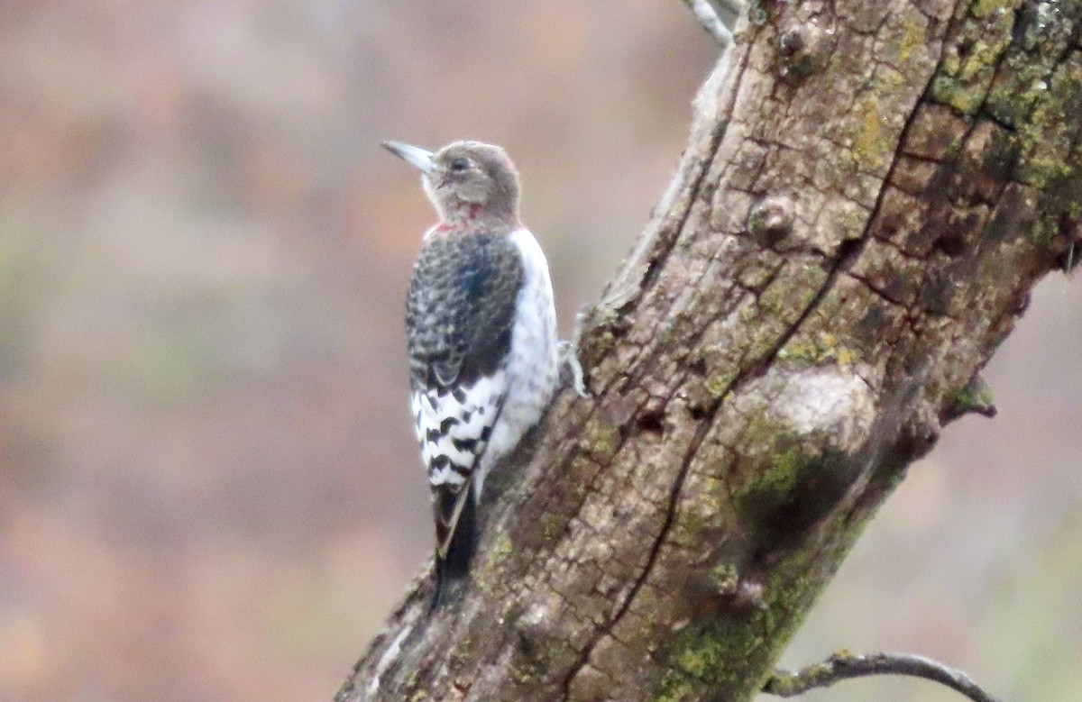 Red-headed Woodpecker - ML507855641