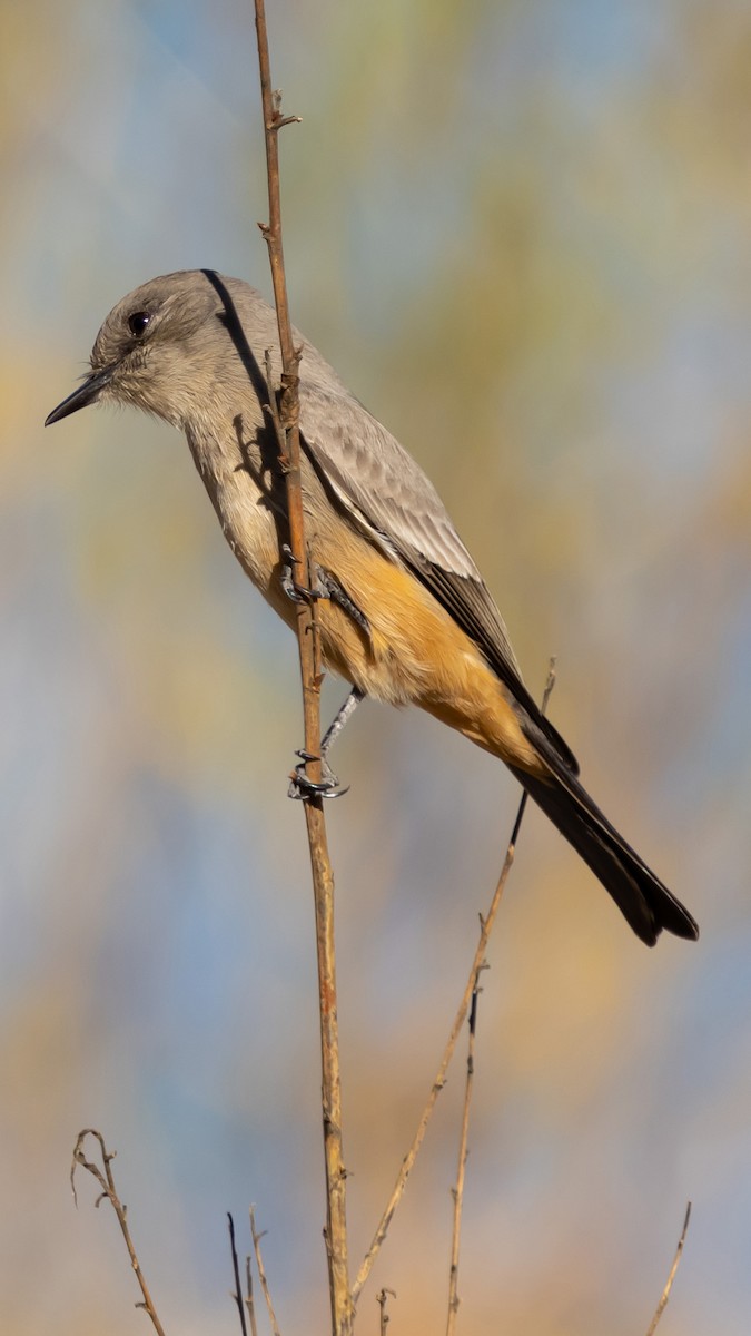 Say's Phoebe - undefined