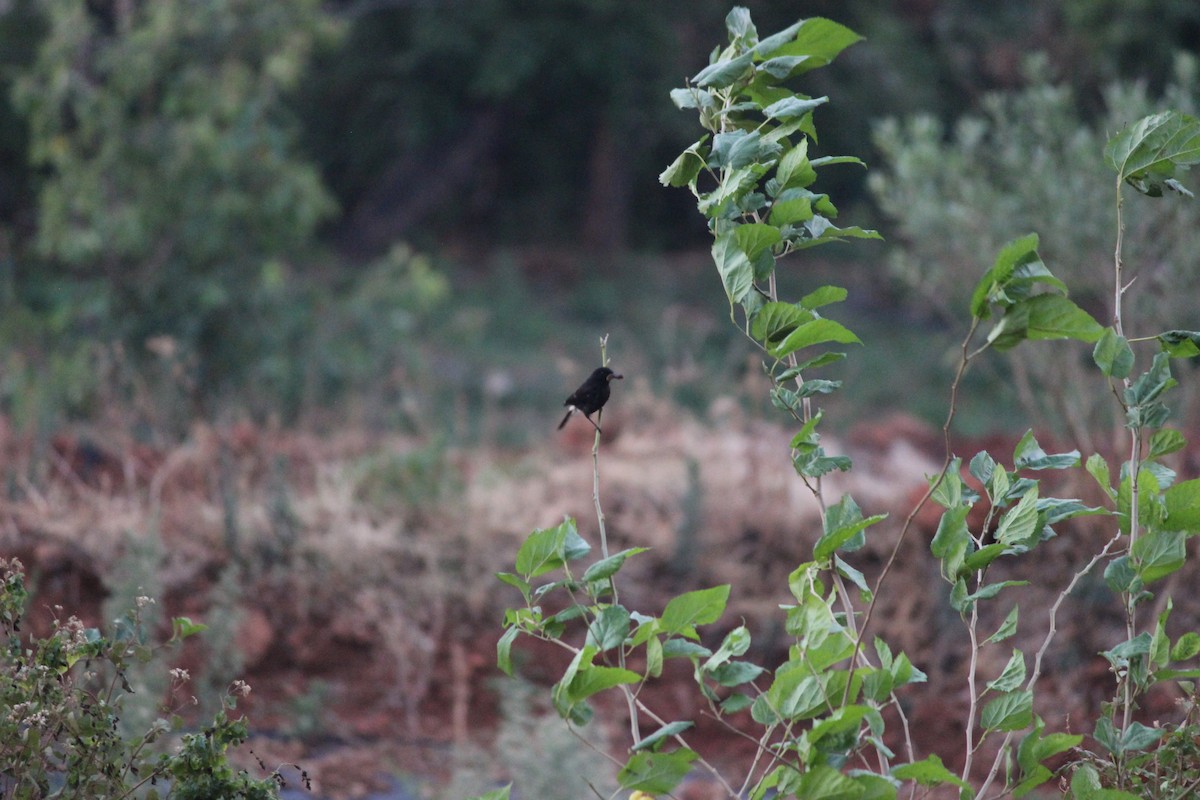 Pied Bushchat - Uday Sant