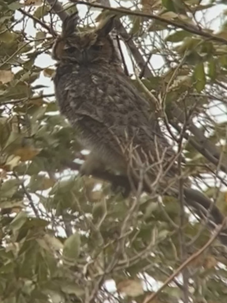 Great Horned Owl - ML507857341