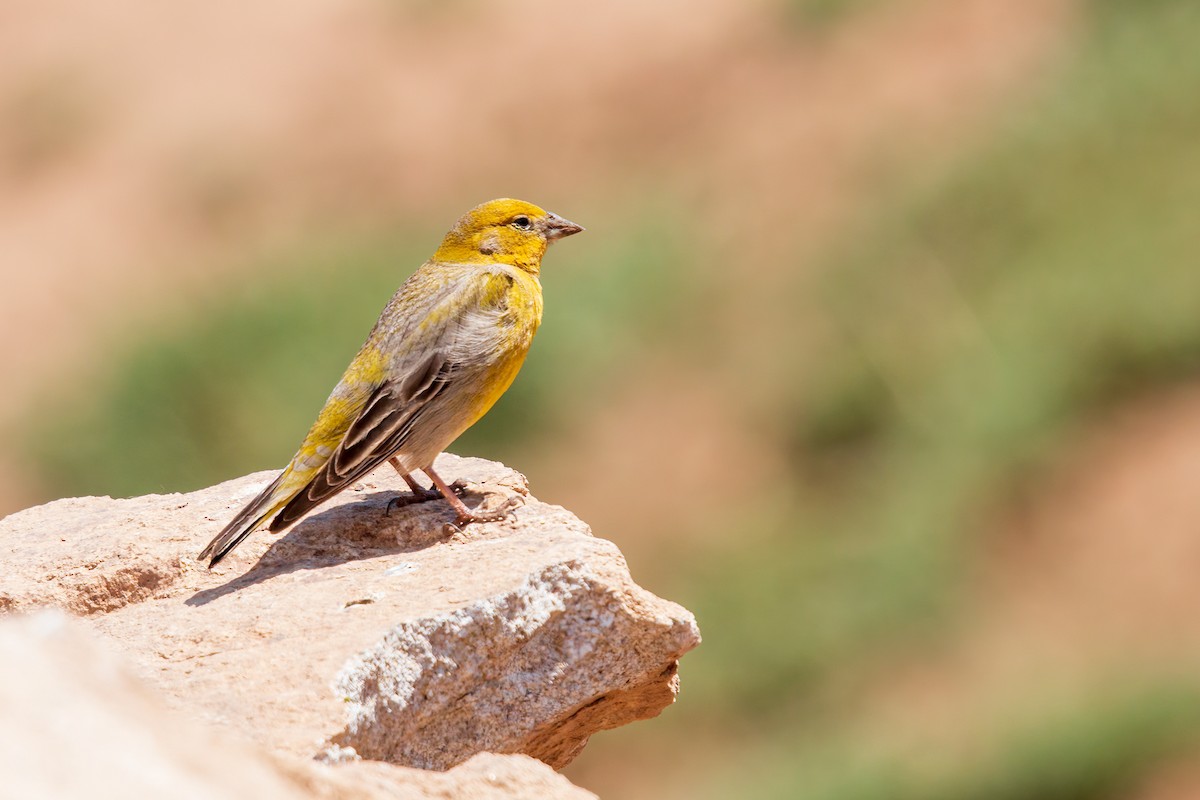 Greater Yellow-Finch - César Muñoz Varela