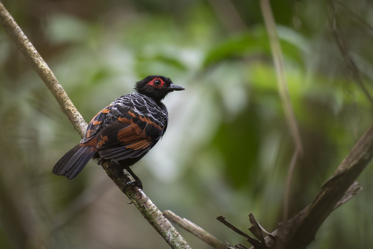 Reddish-winged Bare-eye - Priscilla Diniz