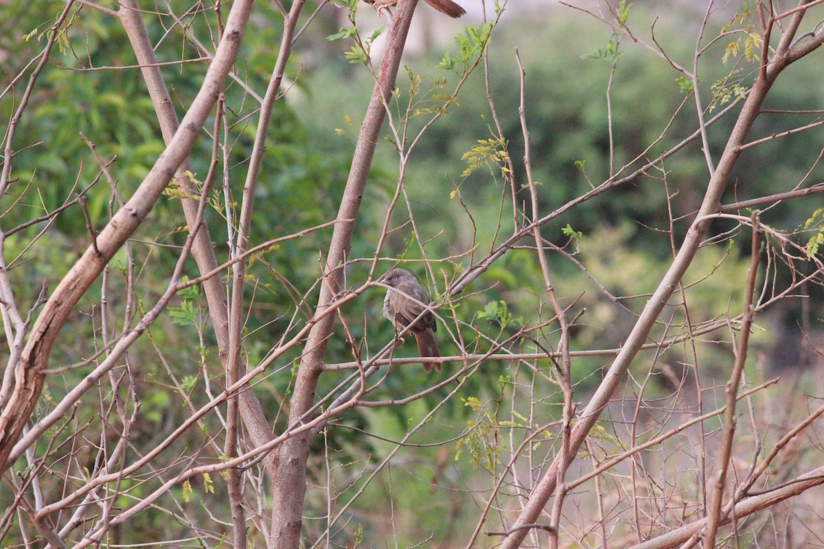 Jungle Babbler - Uday Sant