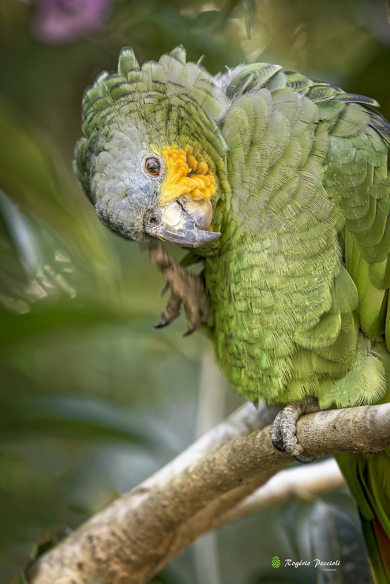 Orange-winged Parrot - ML507858061