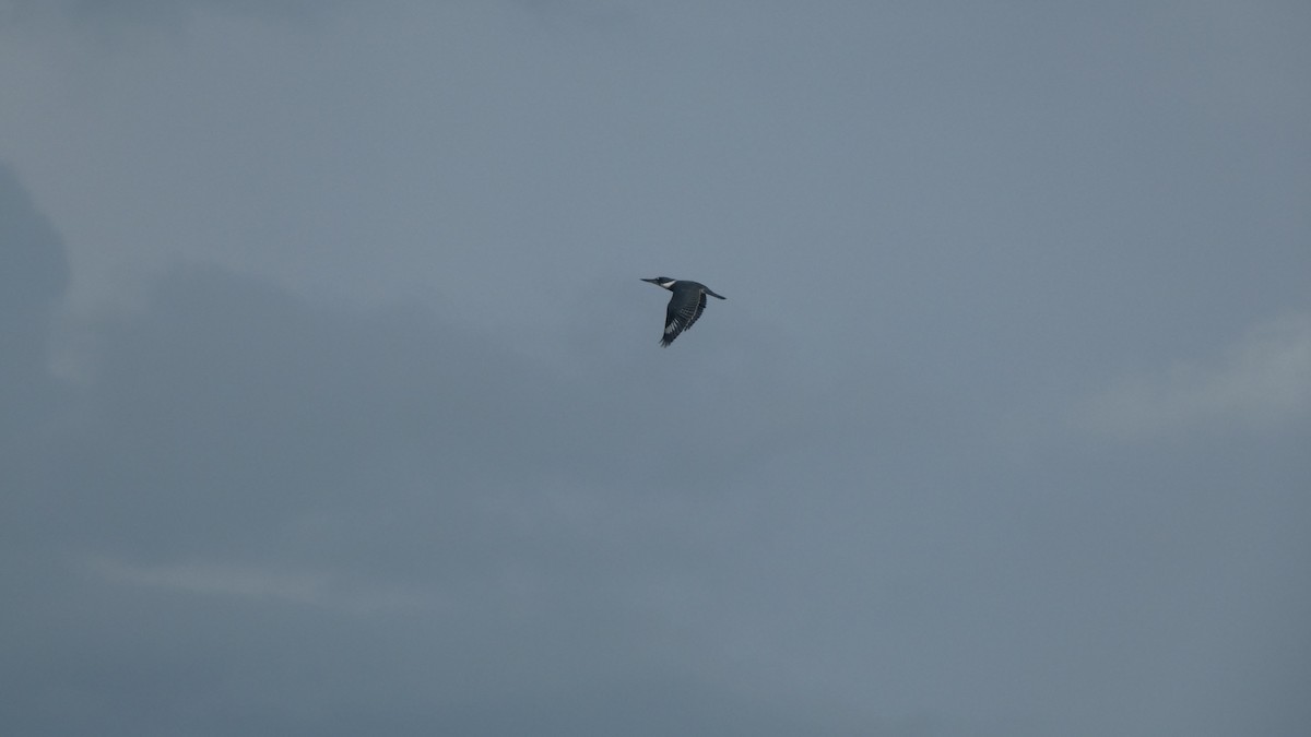 Belted Kingfisher - ML507858751