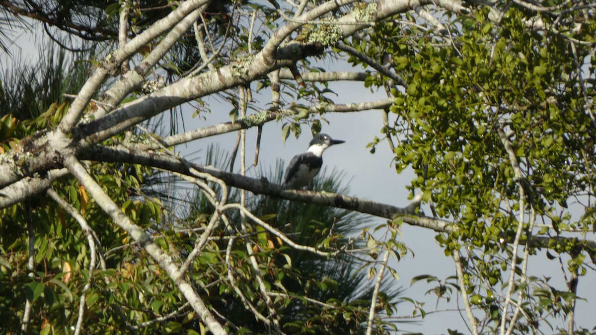 Belted Kingfisher - ML507858951