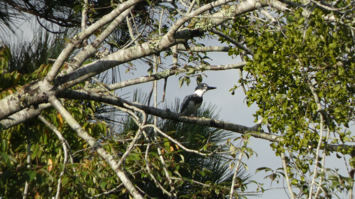 Belted Kingfisher - ML507858961