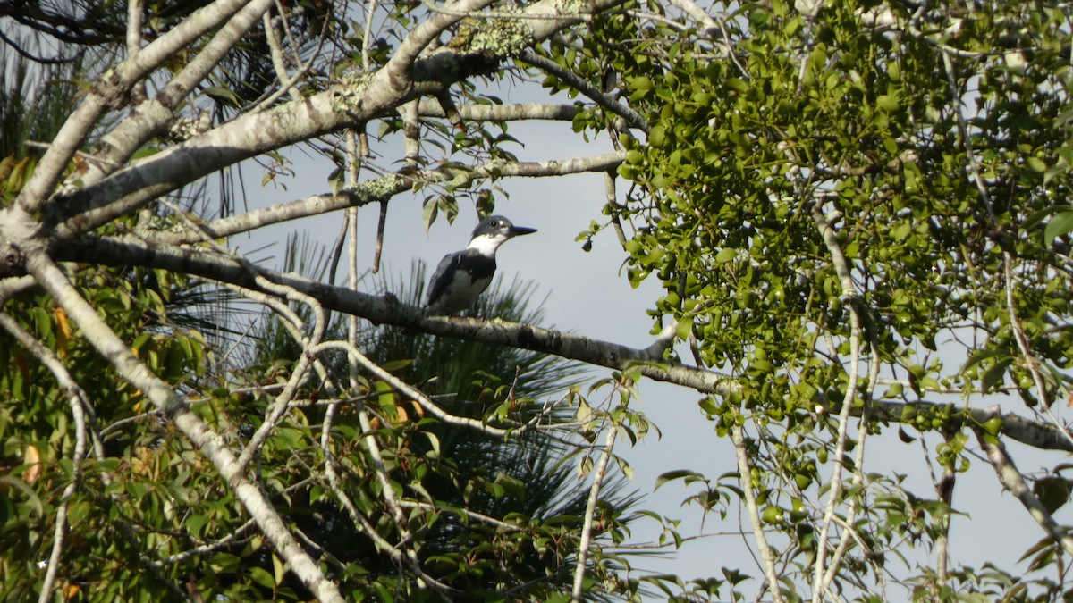 Belted Kingfisher - ML507859001