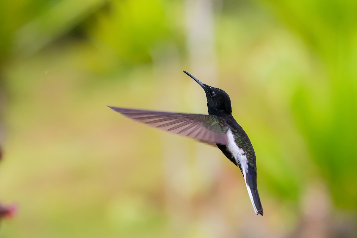 Black Jacobin - ML507859221