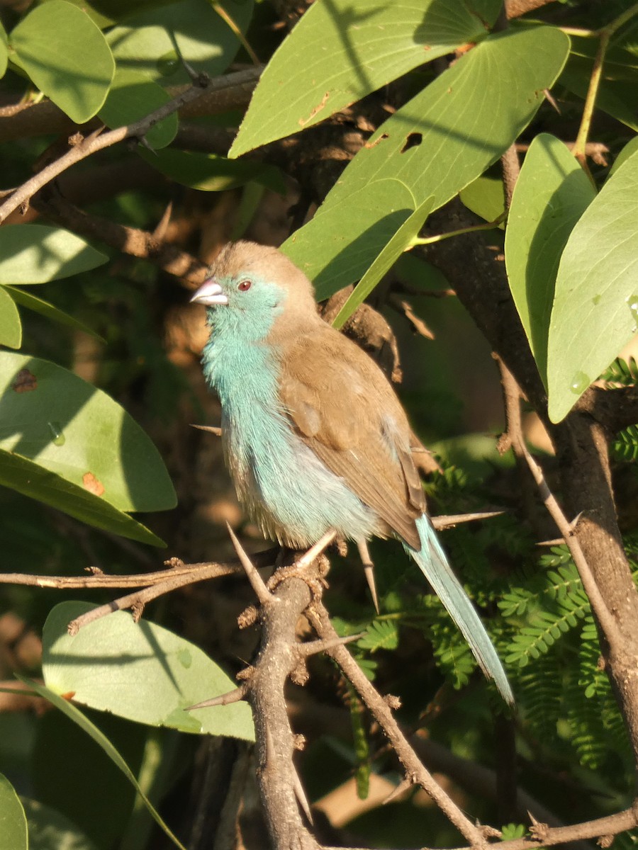 Southern Cordonbleu - ML507859751