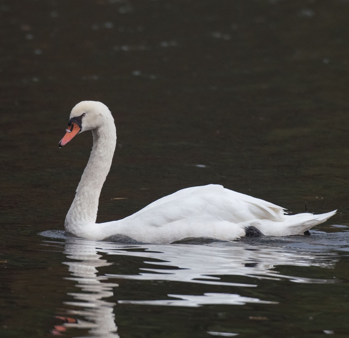 Mute Swan - ML507860751