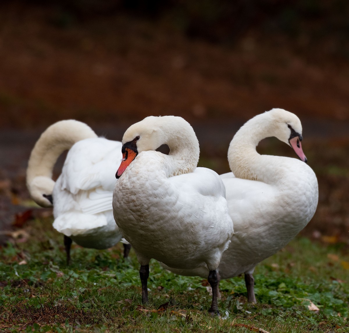 Mute Swan - Liling Warren