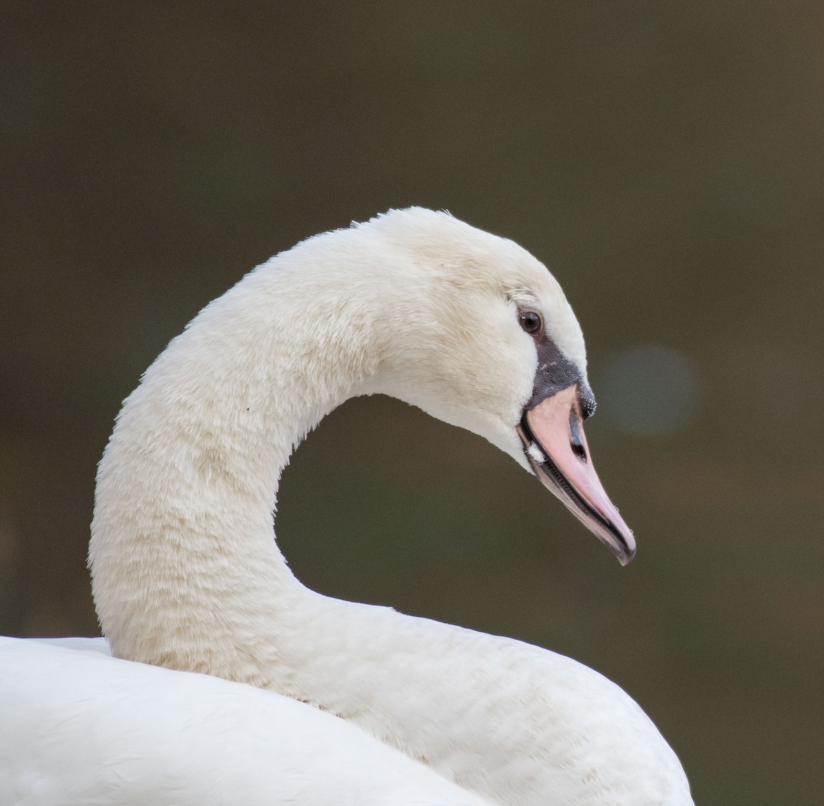 Mute Swan - ML507860771