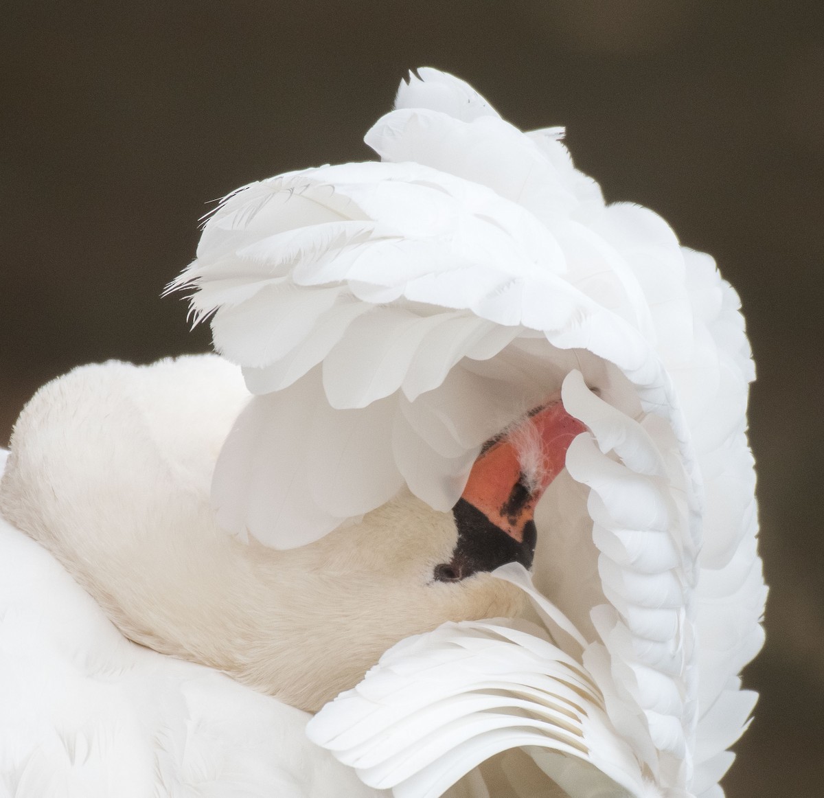 Mute Swan - Liling Warren