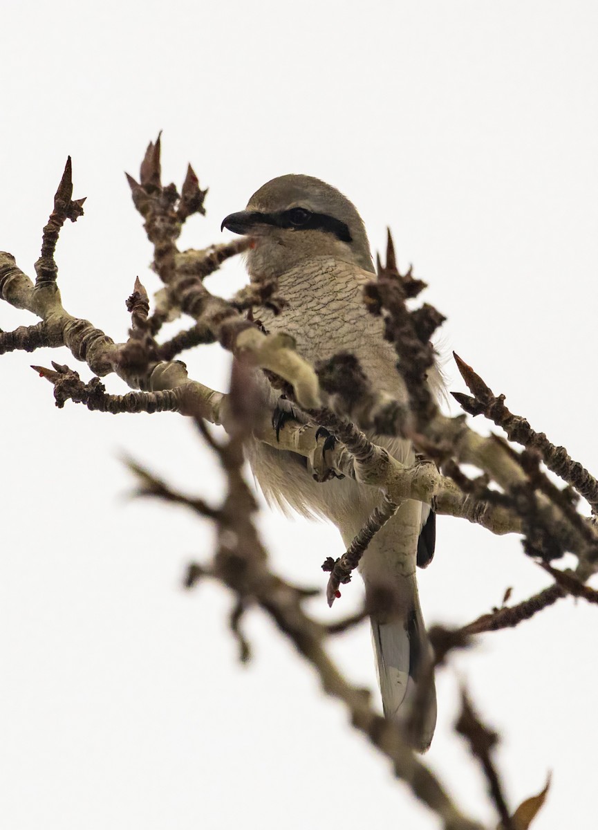Northern Shrike - ML507861641