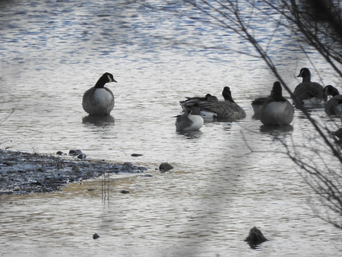 Northern Pintail - ML507861661