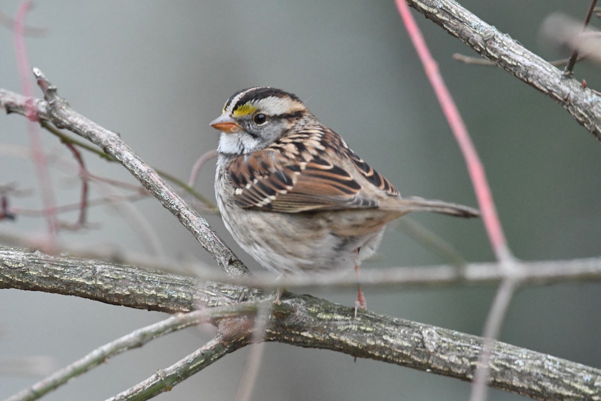 White-throated Sparrow - Dan O'Brien