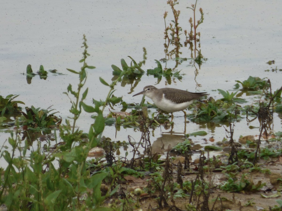 Spotted Sandpiper - ML507862951