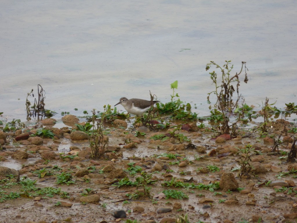 Spotted Sandpiper - ML507863001