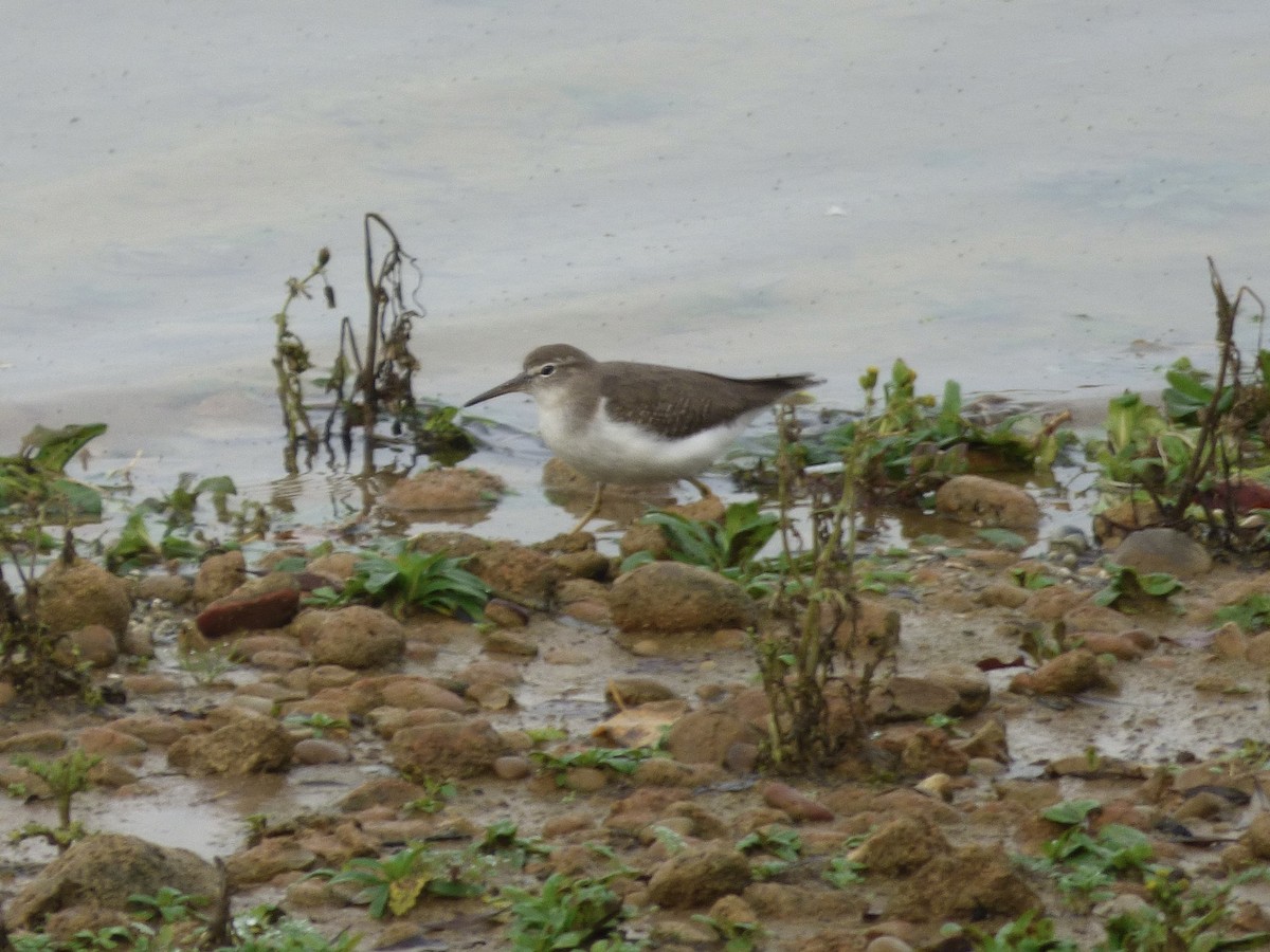 Spotted Sandpiper - ML507863011