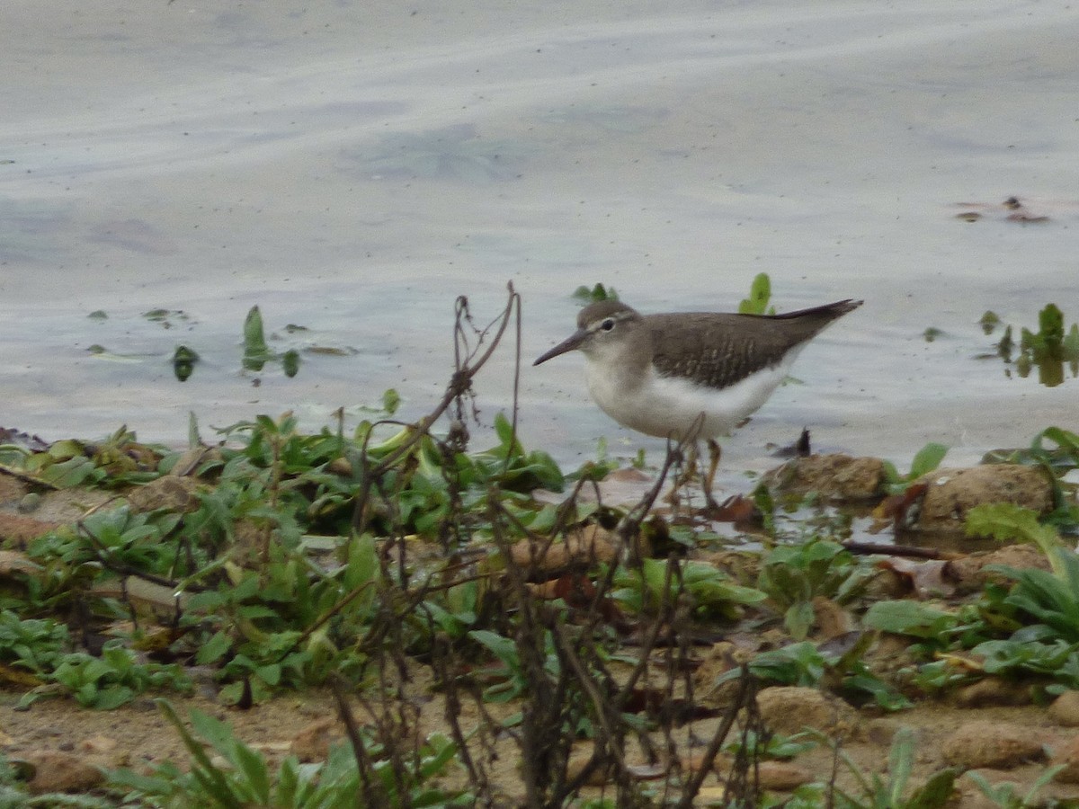 Spotted Sandpiper - ML507863111