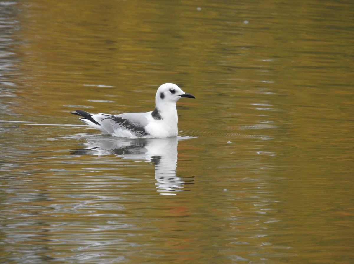 Black-legged Kittiwake - ML507863621