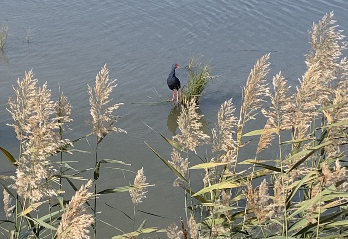 Western Swamphen - ML507863741