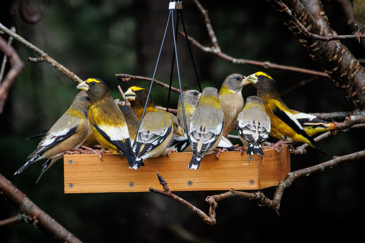 Evening Grosbeak - ML507864331