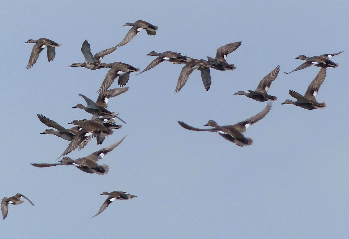 Gadwall - ML507866791