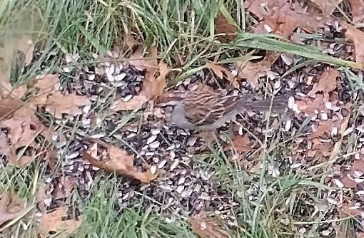 Chipping Sparrow - ML507867741