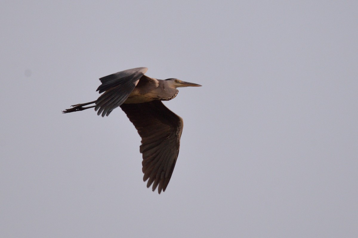 Gray Heron - ML50786811