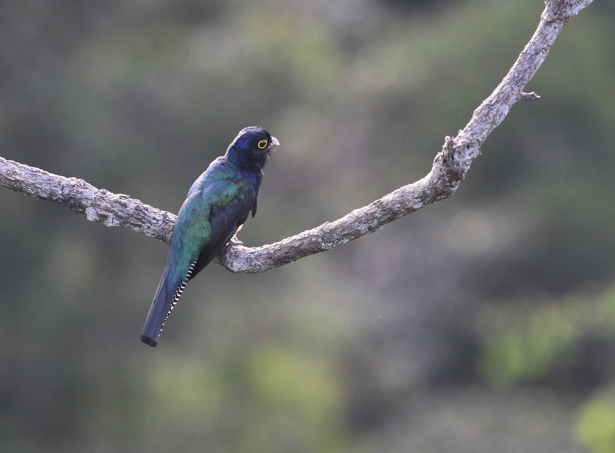 Guianan Trogon - ML507868441