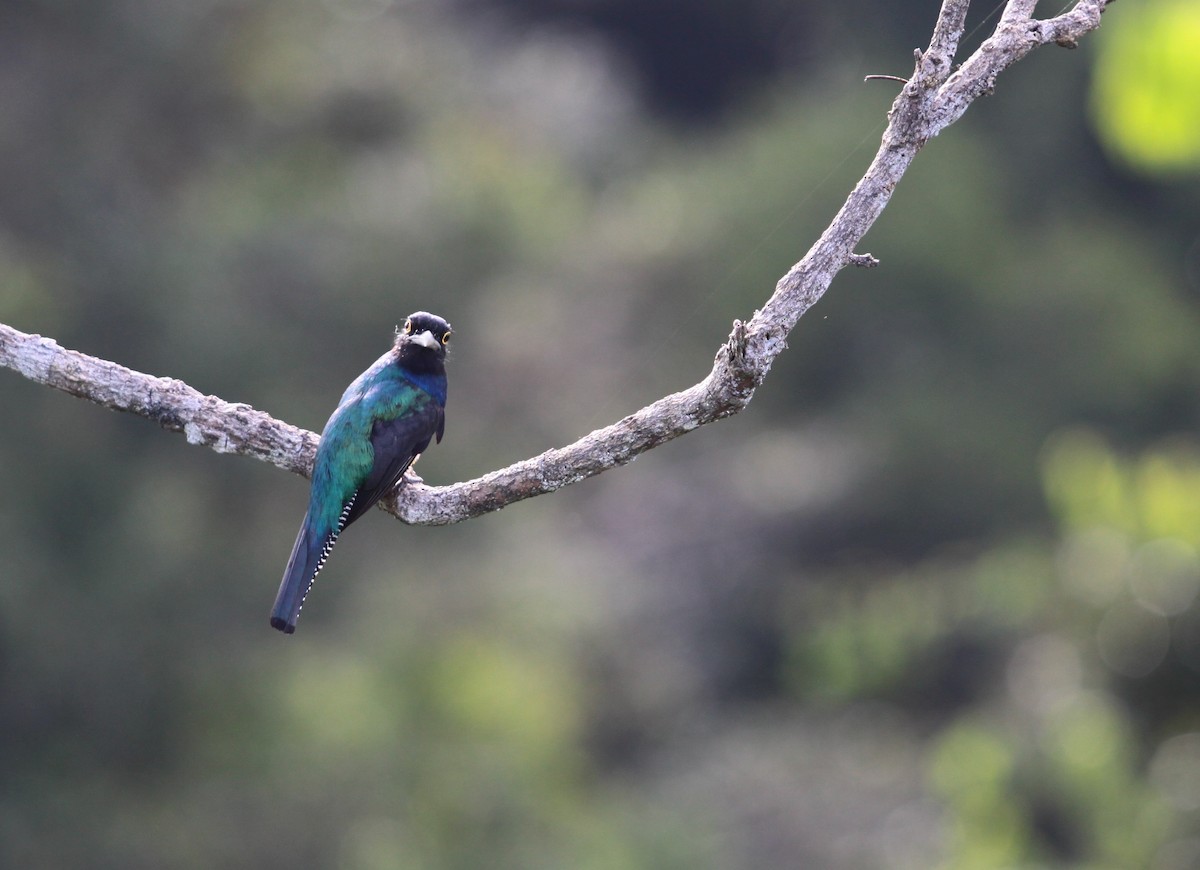 Guianan Trogon - ML507868461