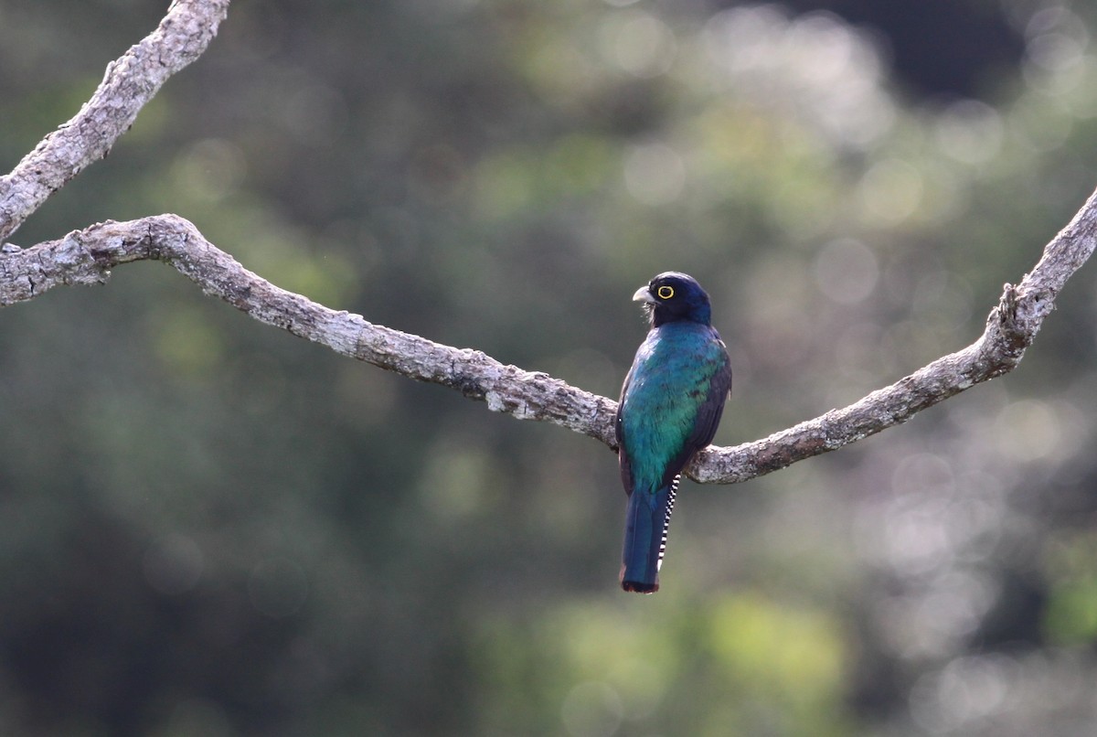 Guianan Trogon - ML507868471