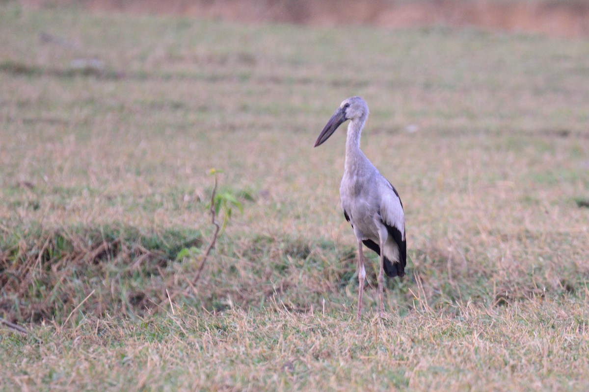 Asian Openbill - ML50786971