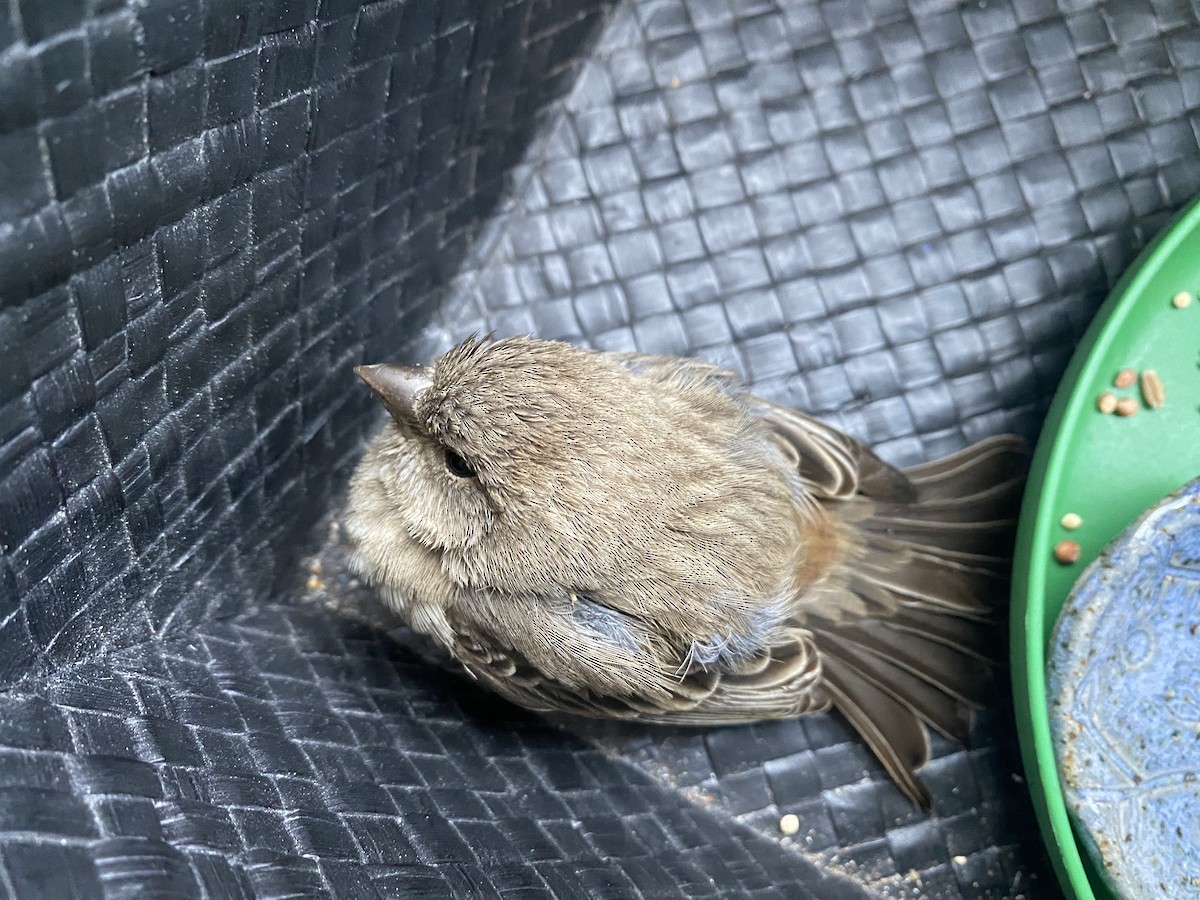 House Finch (Common) - ML507869831