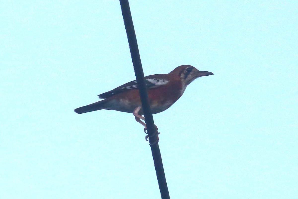 Orange-banded Thrush - ML507870751