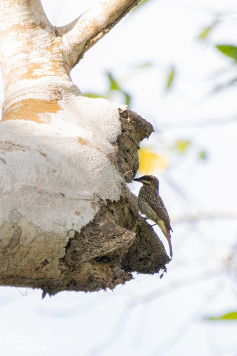 Streaked Flycatcher - ML507871001