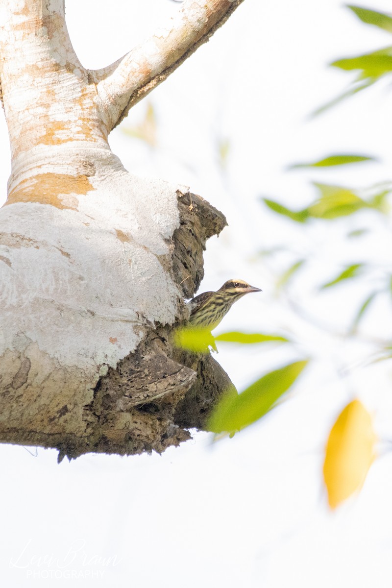 Streaked Flycatcher - ML507871011