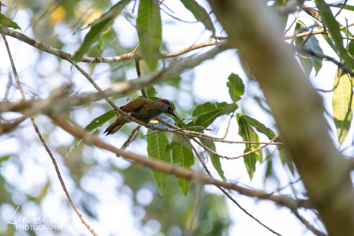 Golden-olive Woodpecker - ML507871161