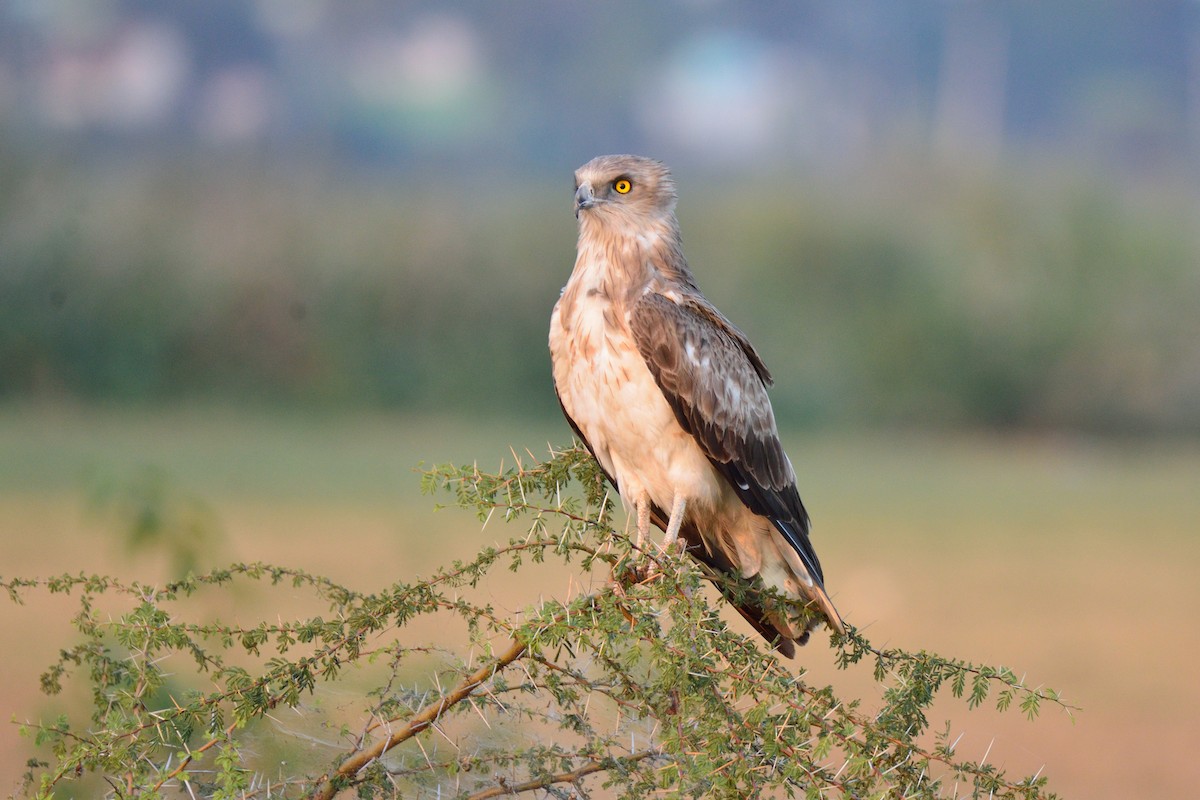 Short-toed Snake-Eagle - ML50787181